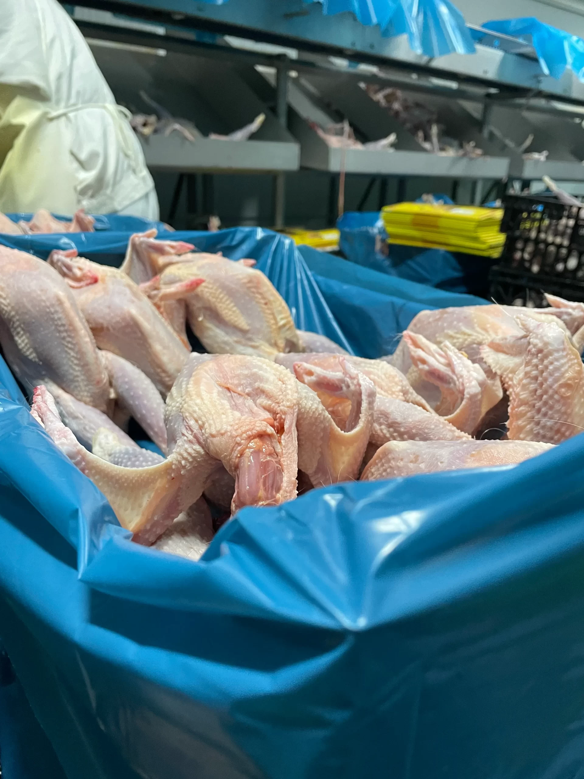 maquina despiece pollos