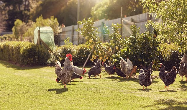gallinas suavi