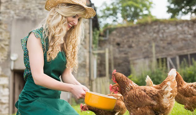 gallinas suavi