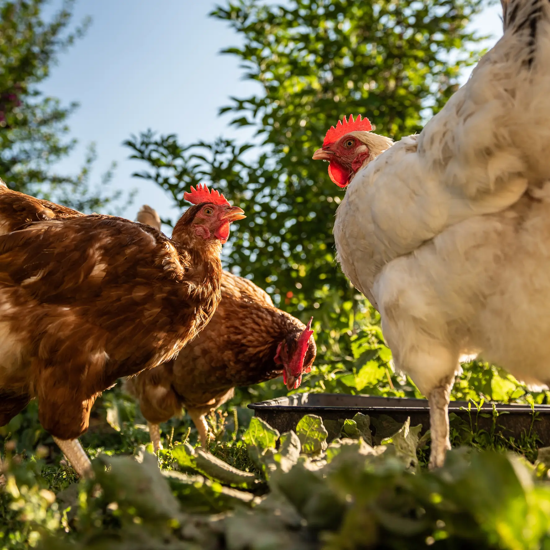 gallinas camperas